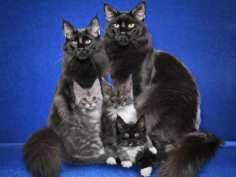 Black and Gray Cats — Blue