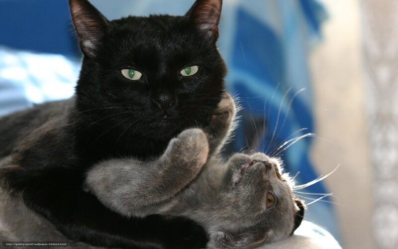 Black and Gray Cats — Calm, Photograph