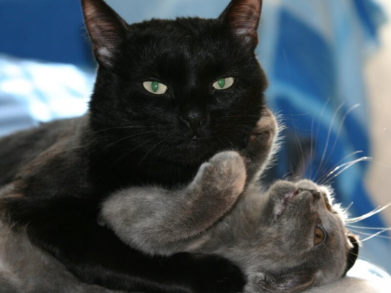 Black and Gray Cats — Calm