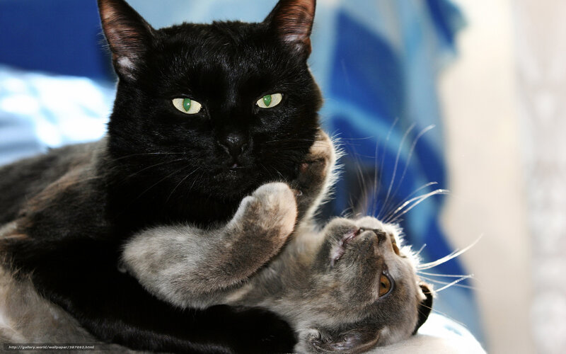 Black and Gray Cats Playing — Playful