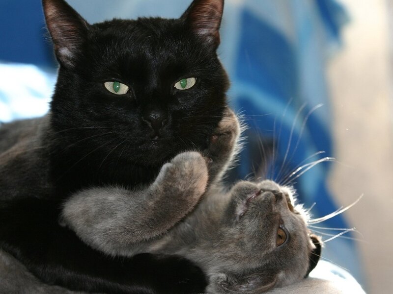 Black and Gray Cats