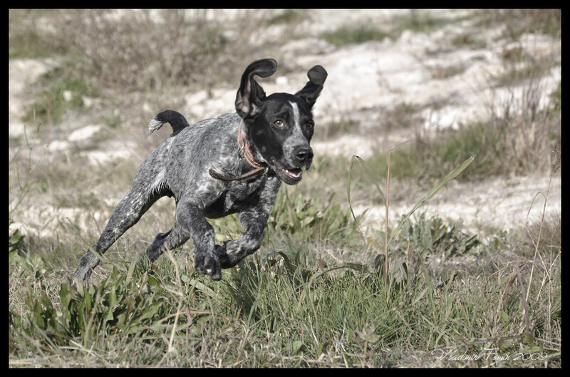 Black and Gray Dog Running
