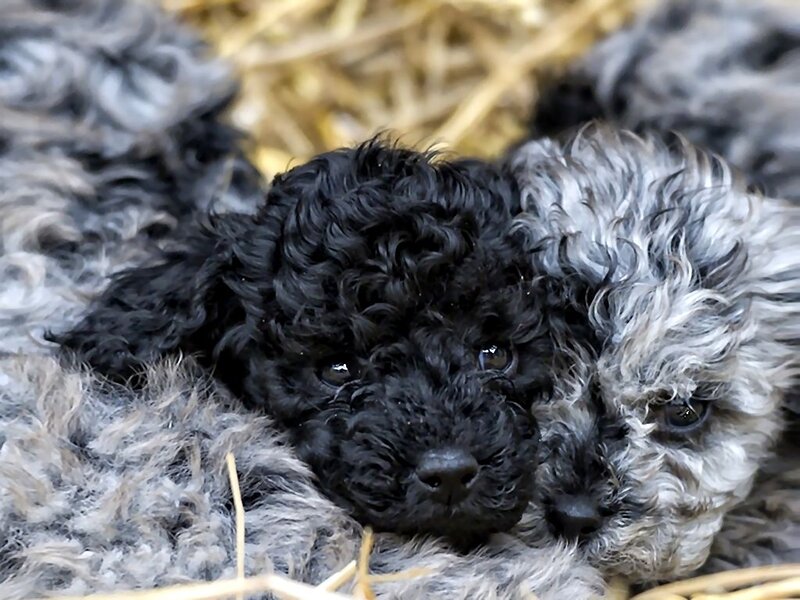 Black and Gray Puppies