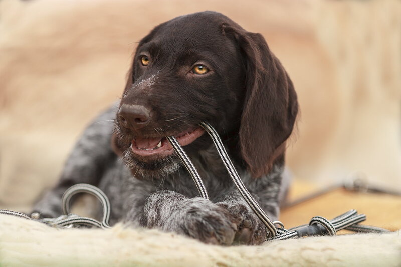 Black and Gray Puppy — Brown