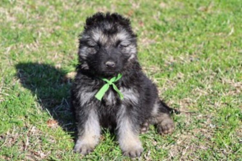 Black and Gray Puppy