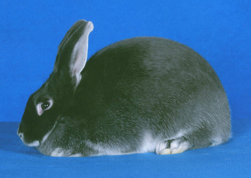 black and gray rabbit