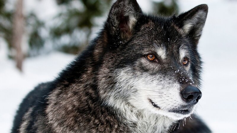 Black and Gray Wolf — Serious