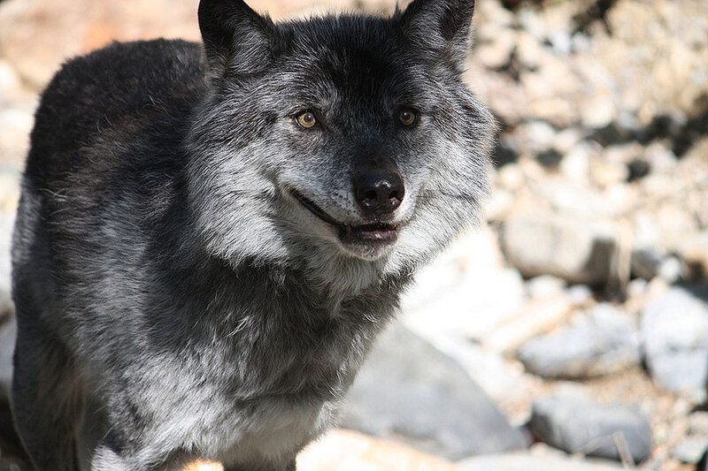 Black and Gray Wolf