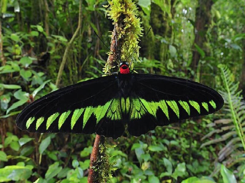 Black and Green Butterfly — Natural, Photograph