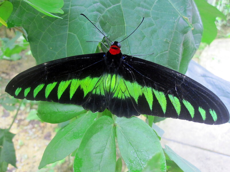 Black and Green Butterfly — Natural