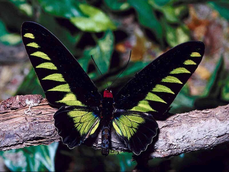 Black and Green Butterfly