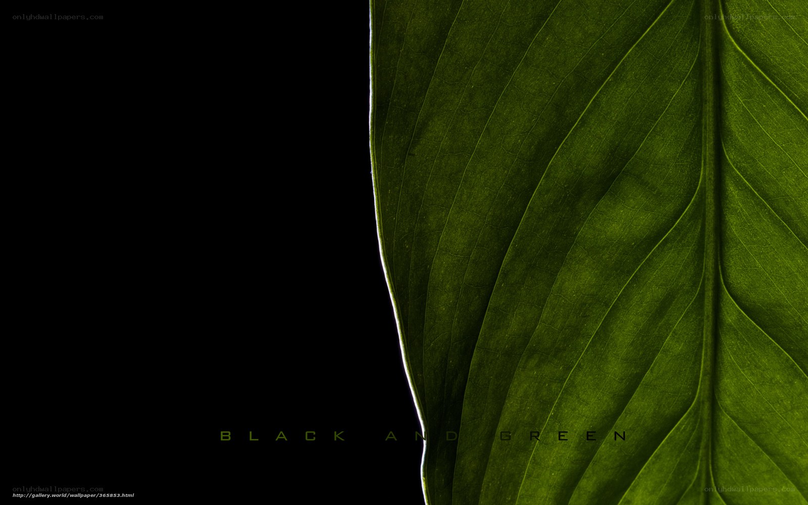 black and green leaf