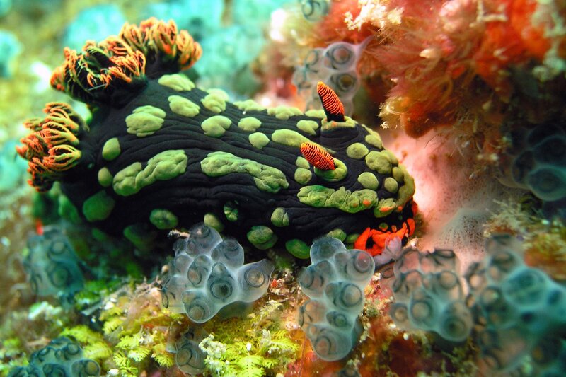 Black and Green Sea Slug