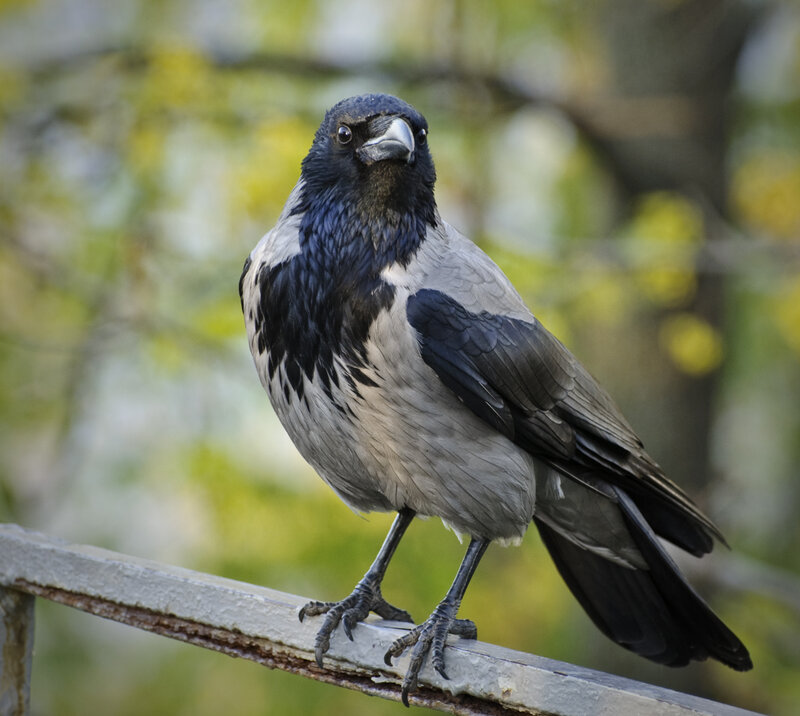 Black and Grey Crow — Calm