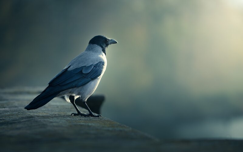 Black and Grey Crow — Serene