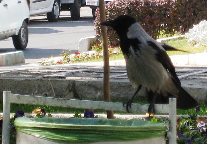 Black and Grey Crow