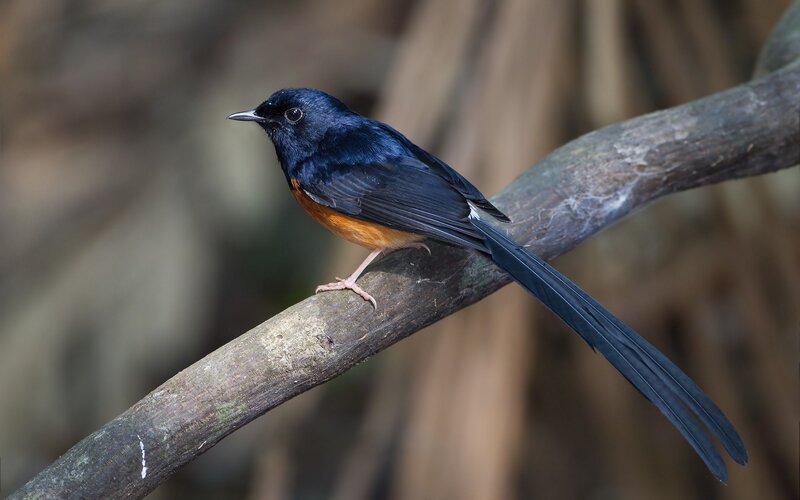 Black-and-orange Bird
