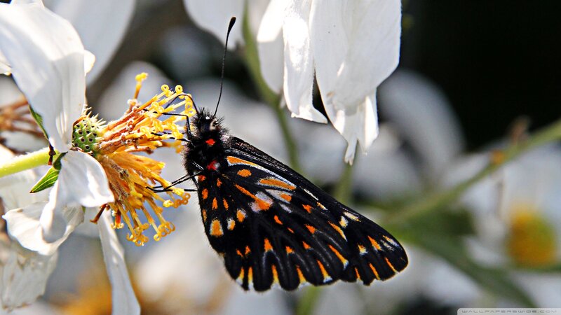 Black and Orange Butterfly — Calm, Afternoon
