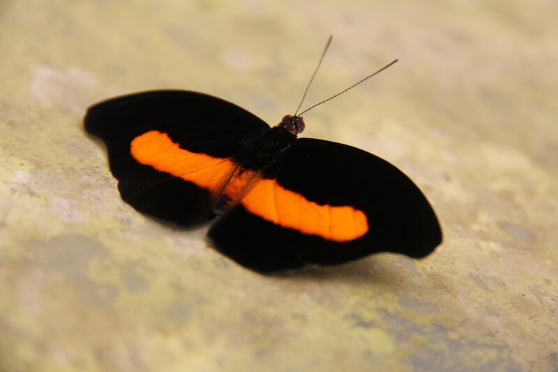 Black and Orange Butterfly — Calm, Photograph