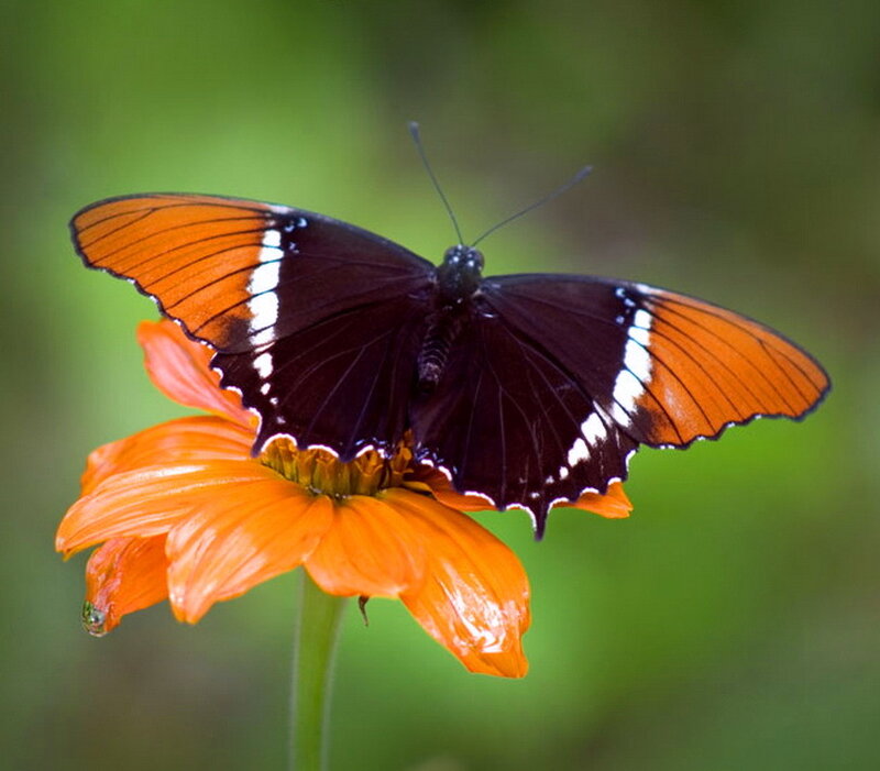 Black and Orange Butterfly — Calm