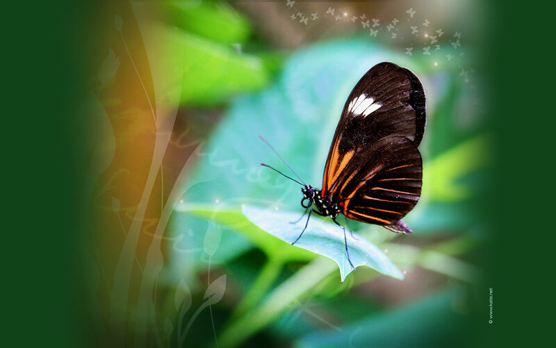 Black and Orange Butterfly — Green