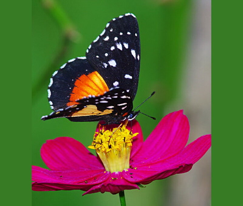 Black and Orange Butterfly — Pink