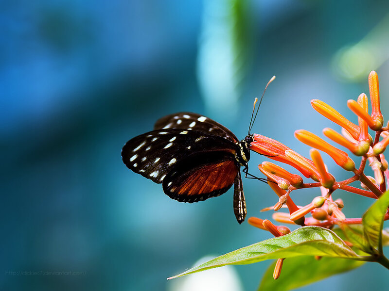 Black and Orange Butterfly — Serene