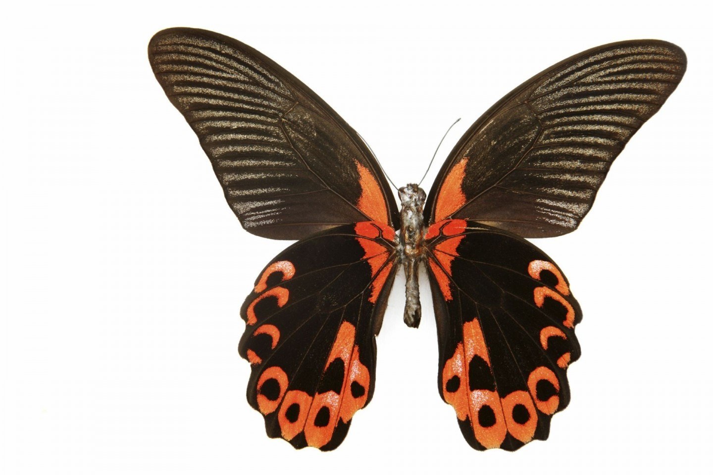 black and orange butterfly