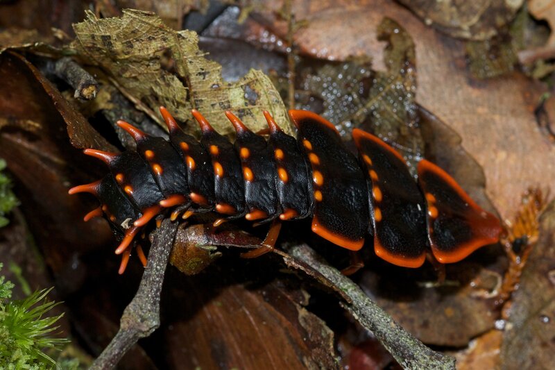 Black and Orange Caterpillar — Natural
