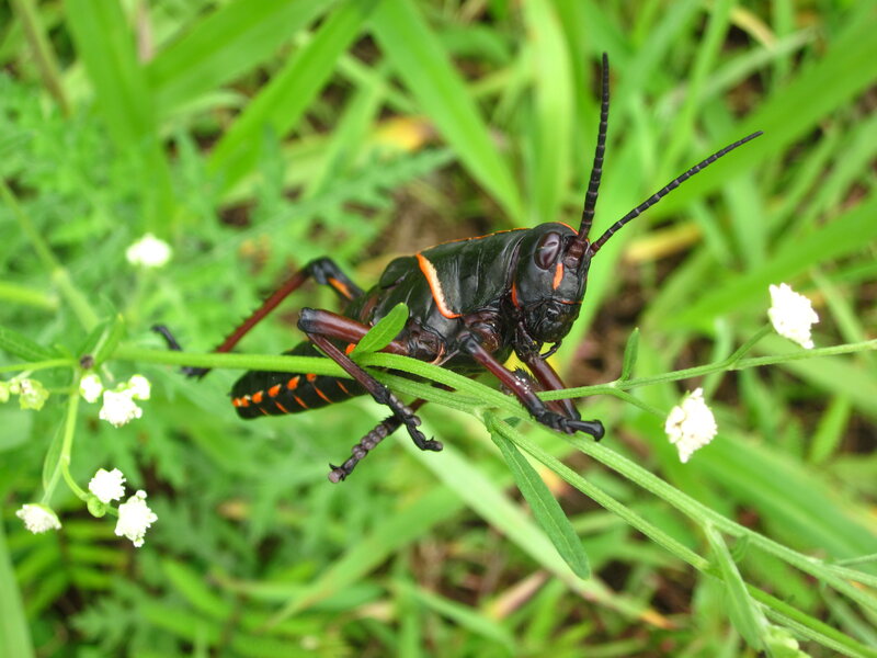 Black and Orange Grasshopper