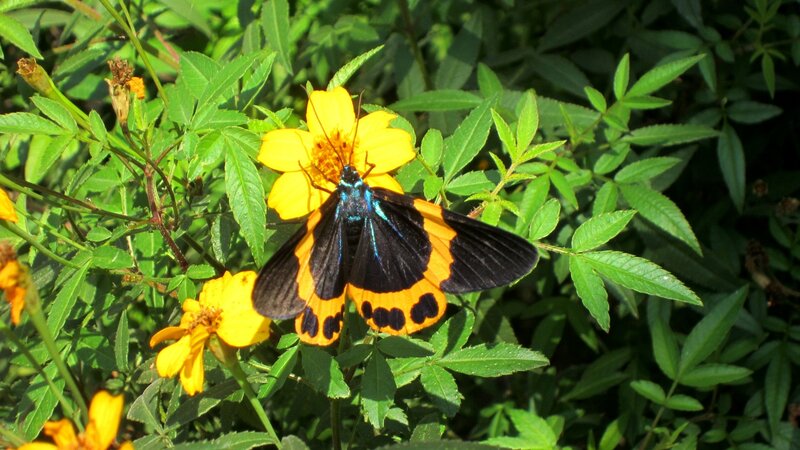 Black and Orange Moth