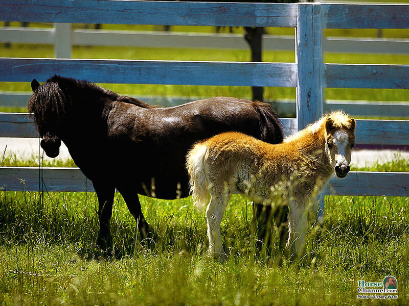 Black and Palomino Ponies