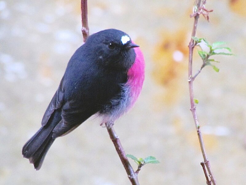 Black and Pink Bird