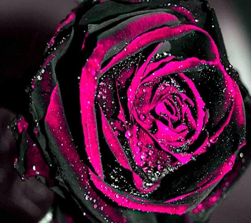 Black and Pink Rose