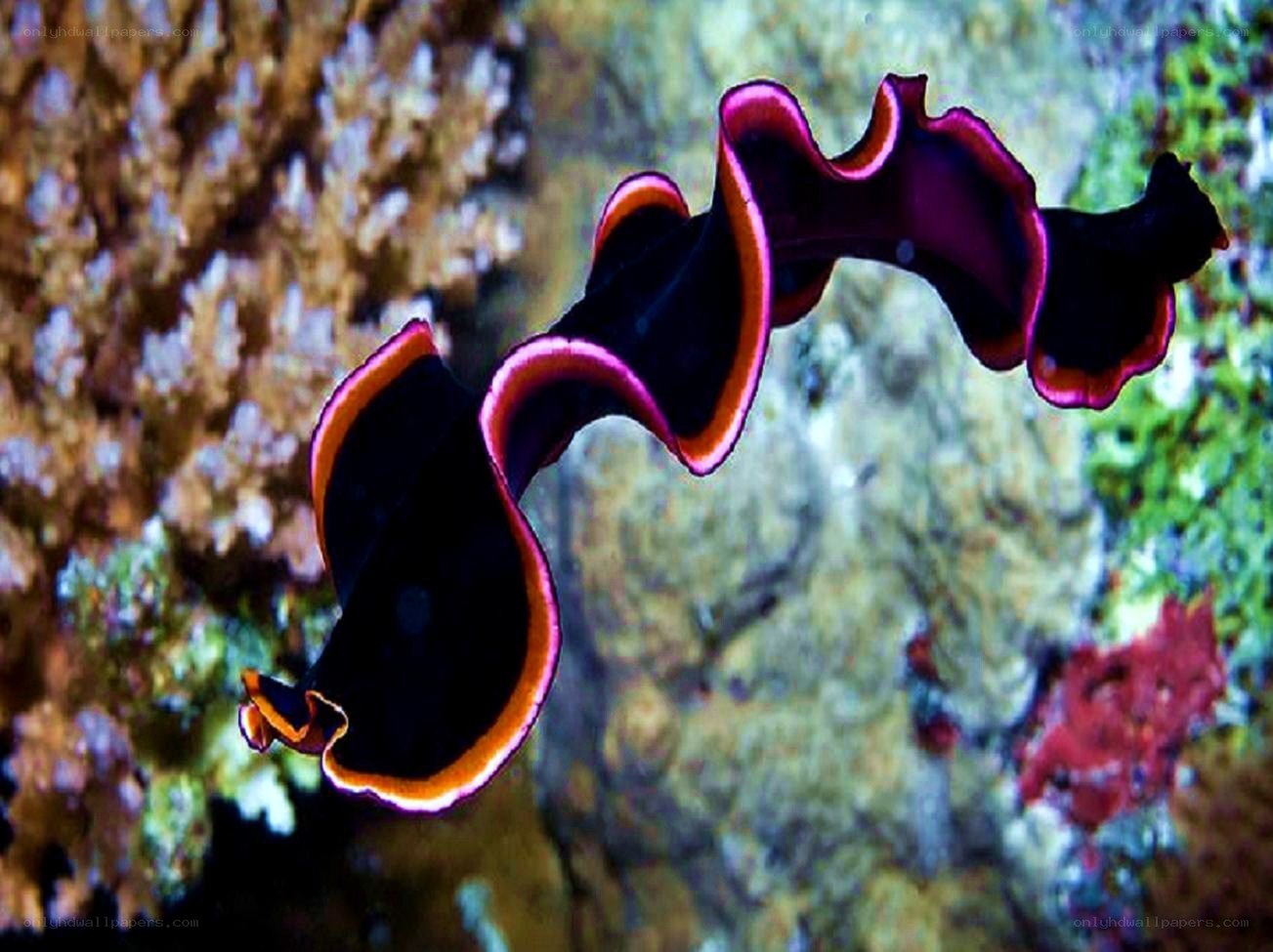 Black and pink sea slug