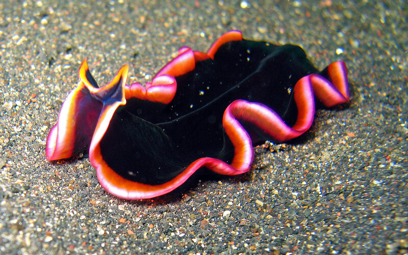 Black and pink sea slug