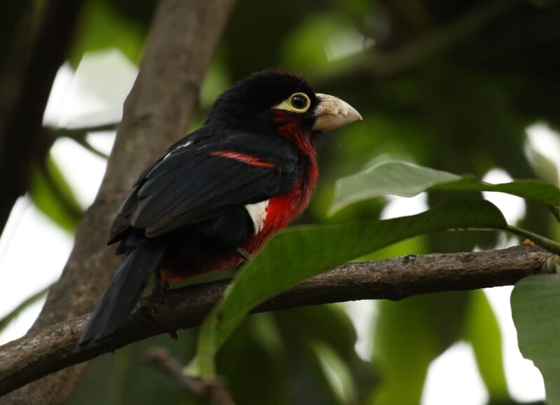 Black-and-red Barbet