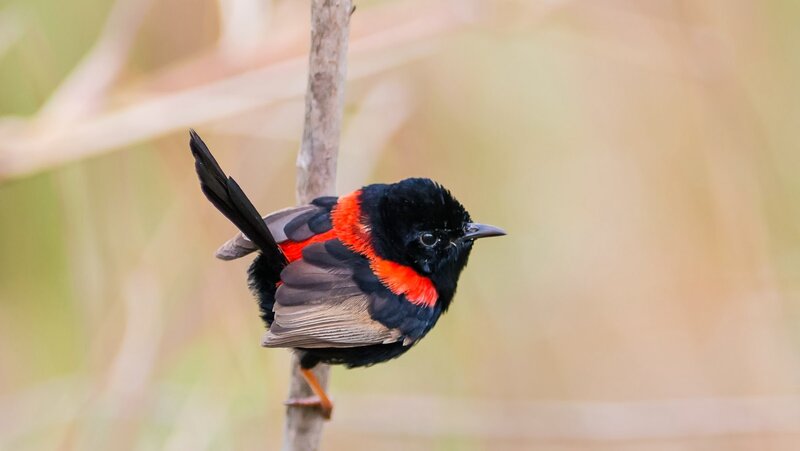 Black and Red Bird — Calm