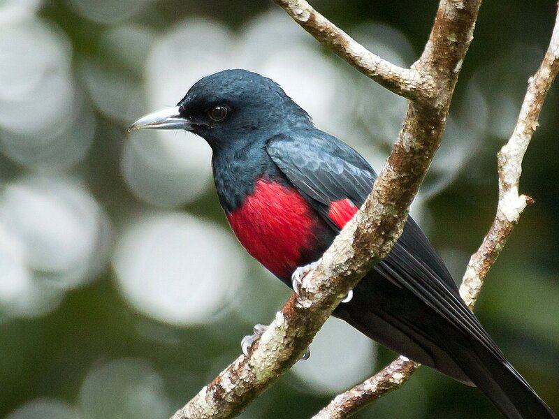 Black and Red Bird — Natural