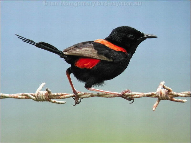 Black and Red Bird