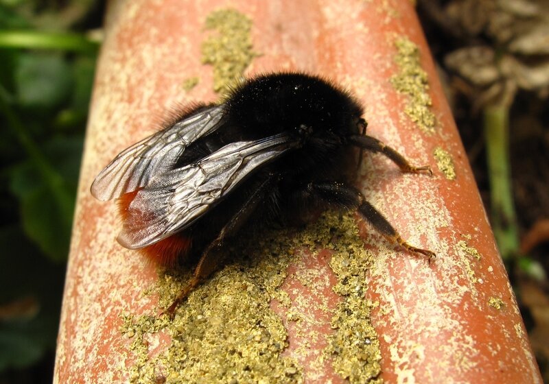 Black and Red Bumblebee