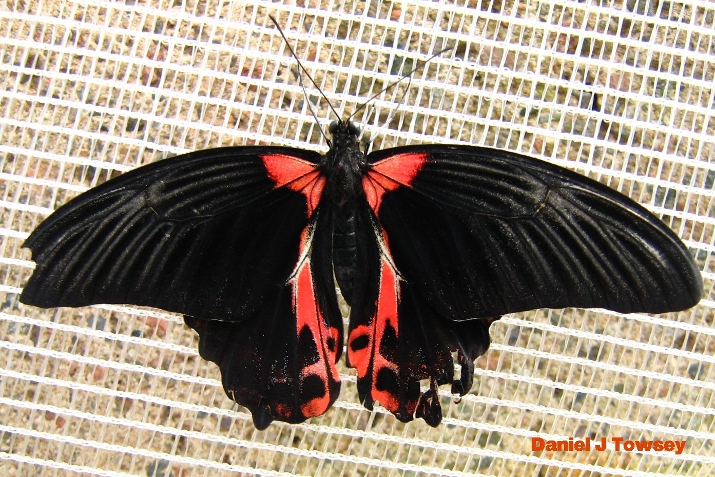 black and red butterfly