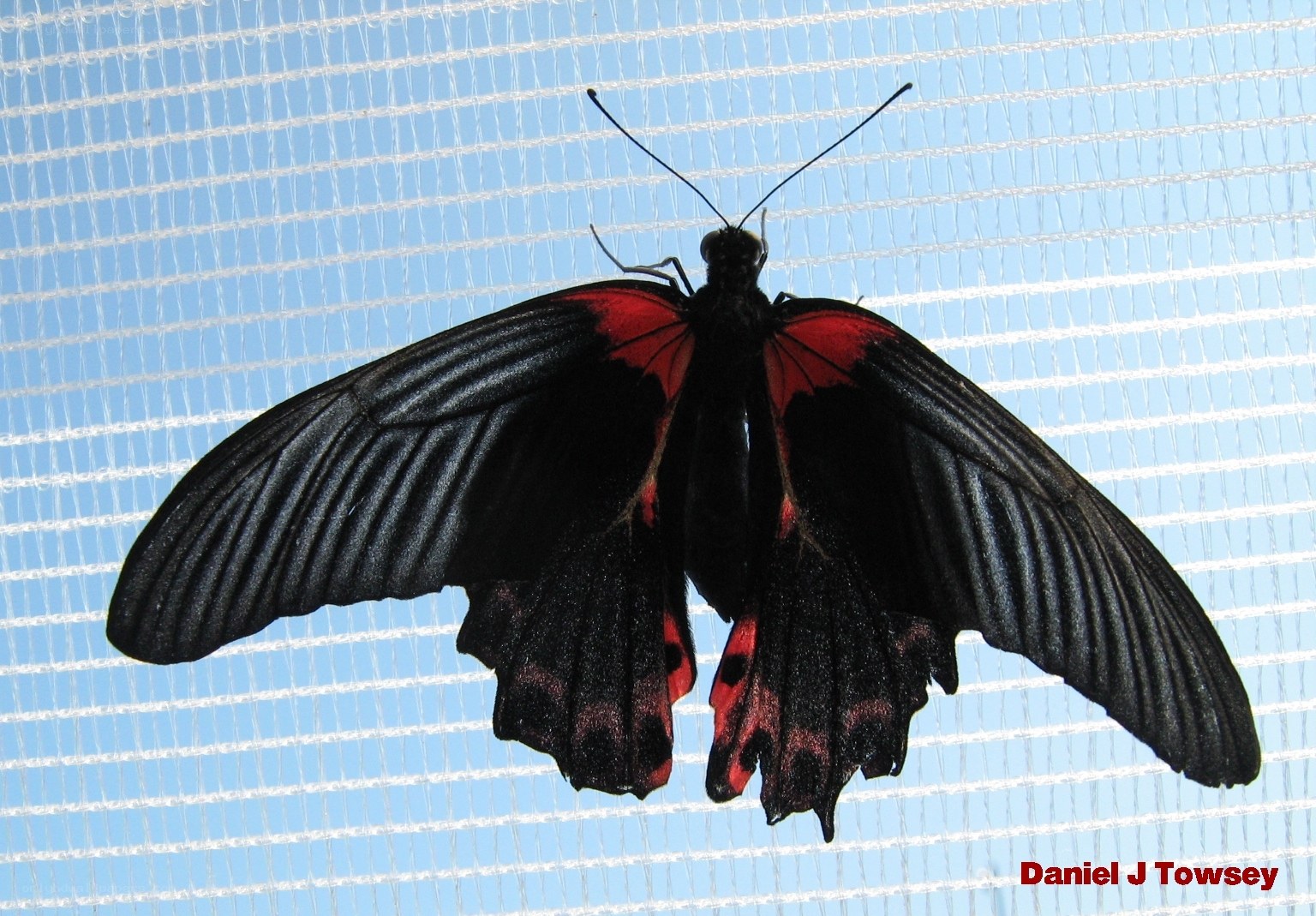 black and red butterfly