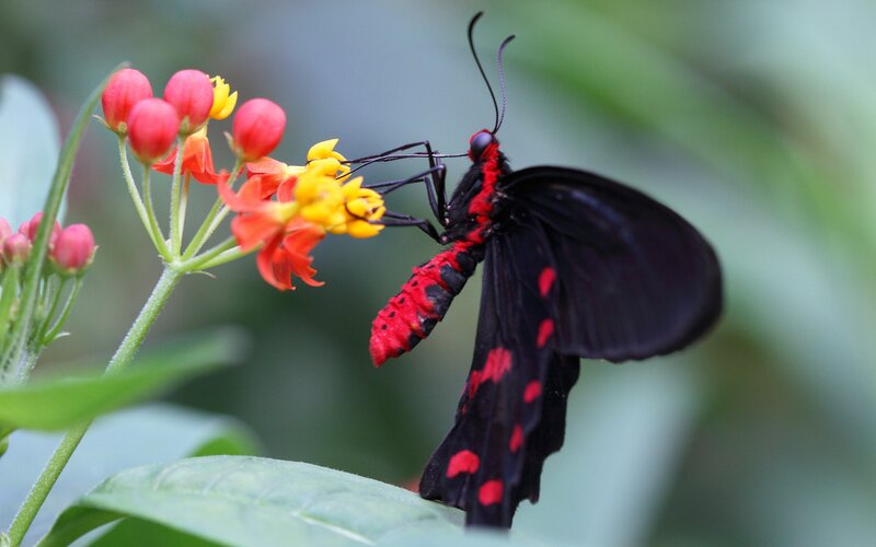 Black and Red Butterfly — Calm, Photograph, Flower