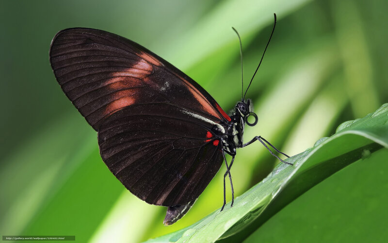 Black and Red Butterfly — Calm, Photograph, Leaf