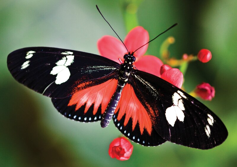 Black and Red Butterfly — Calm, Photograph