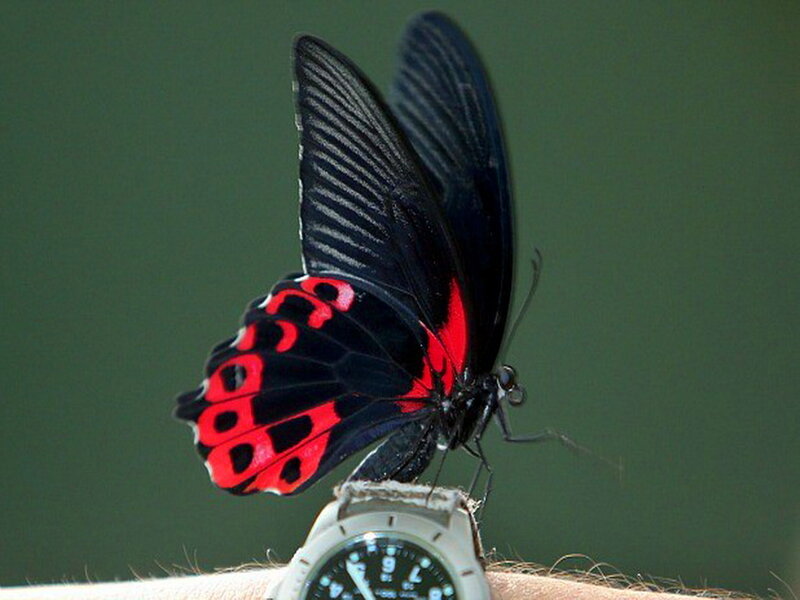 Black and Red Butterfly — Calm, Photograph, Watch