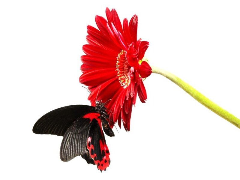 Black and Red Butterfly — Calm