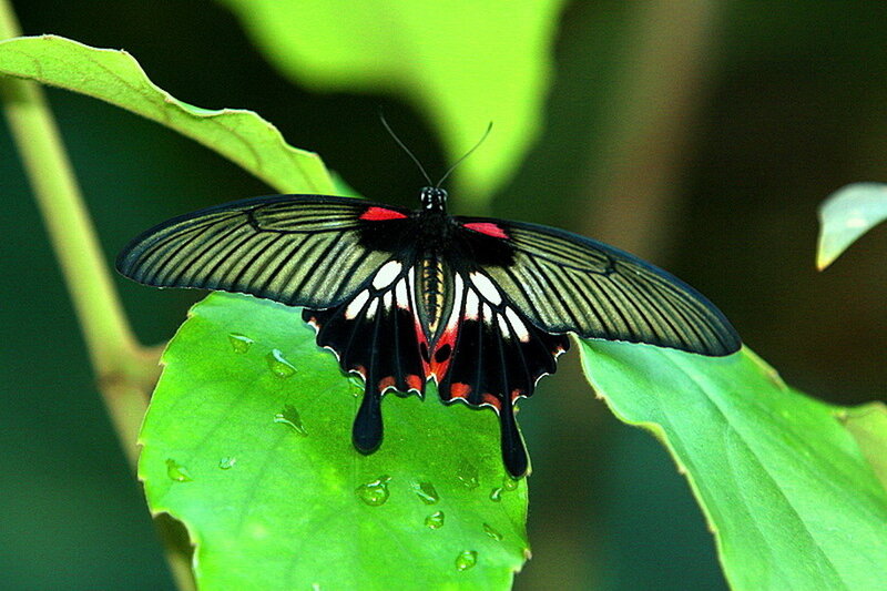 Black and Red Butterfly — Green, Calm