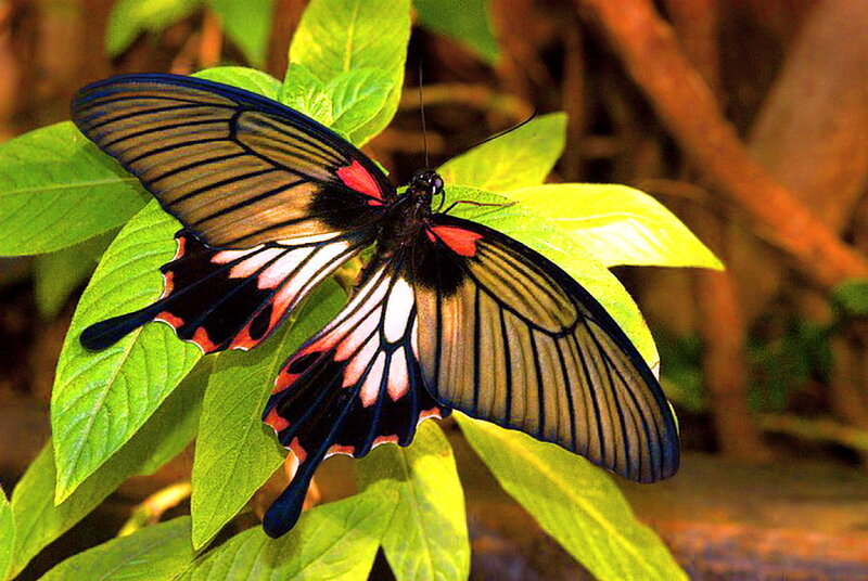 Black and Red Butterfly — Green, Natural
